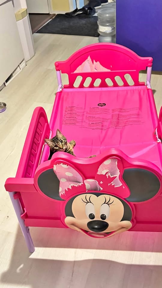 Children’s Bed