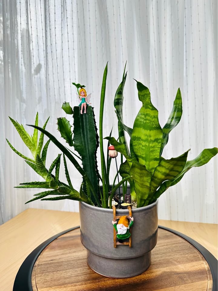 Unique Super Low Maintenance Plants / Buy 1 Get 2nd 50% Off