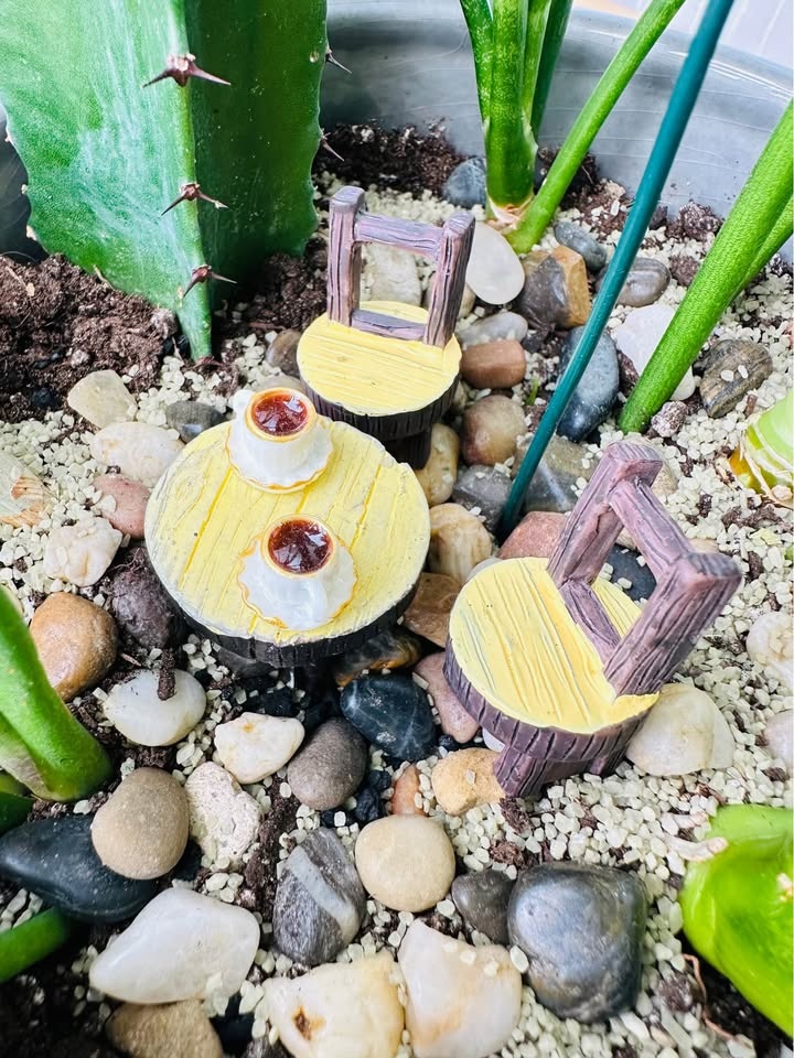 Unique Super Low Maintenance Plants / Buy 1 Get 2nd 50% Off - photo 2