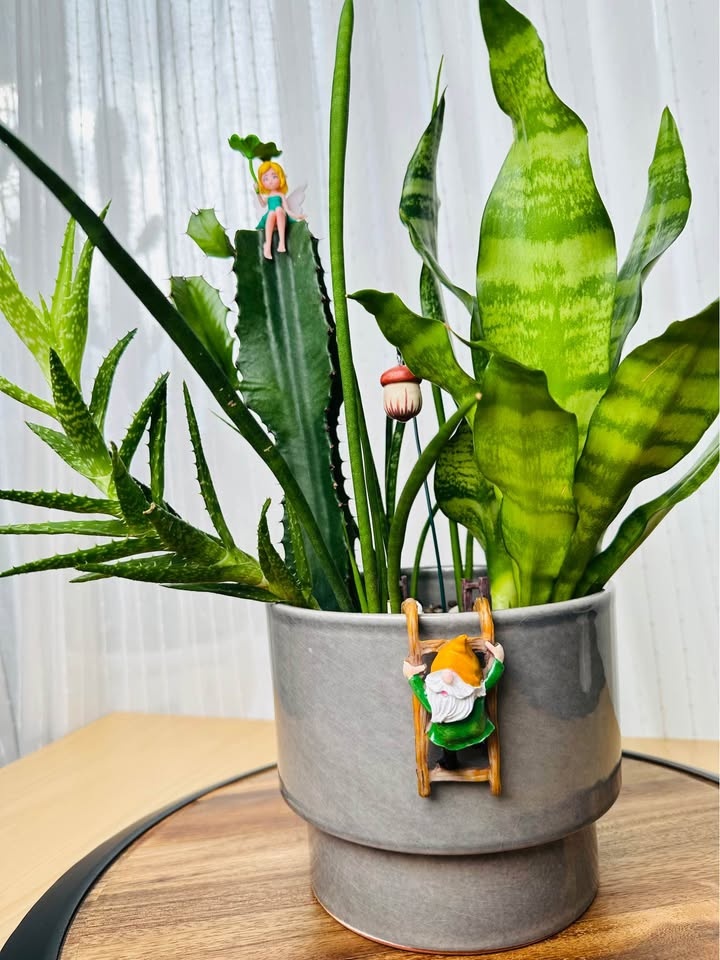 Unique Super Low Maintenance Plants / Buy 1 Get 2nd 50% Off - photo 4