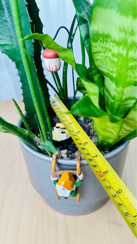 Unique Super Low Maintenance Plants / Buy 1 Get 2nd 50% Off - photo 5