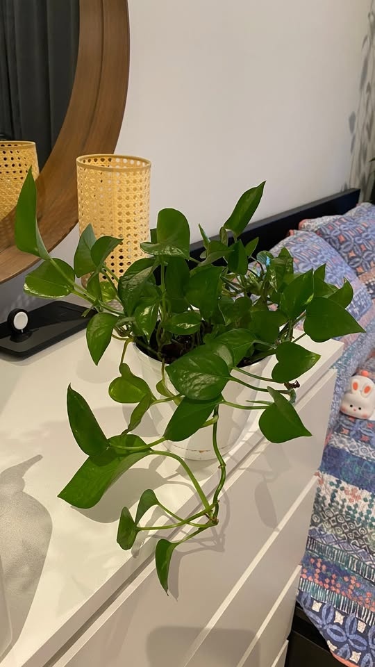 Pretty Pothos for Sale – Low Effort, High Beauty