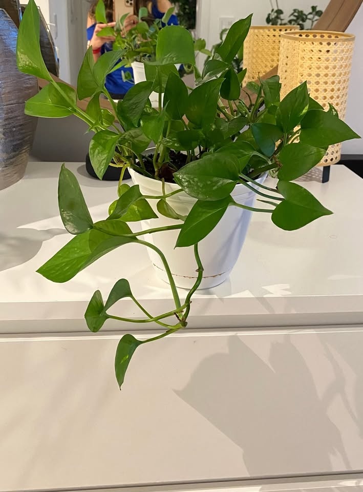 Pretty Pothos for Sale – Low Effort, High Beauty - photo 2