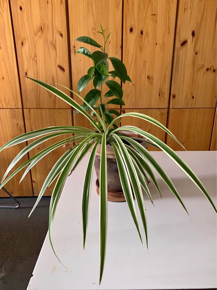 Orange plant plus one for sale