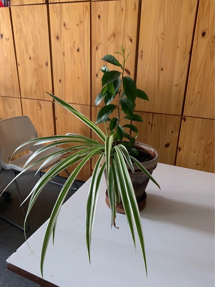 Orange plant plus one for sale - photo 2