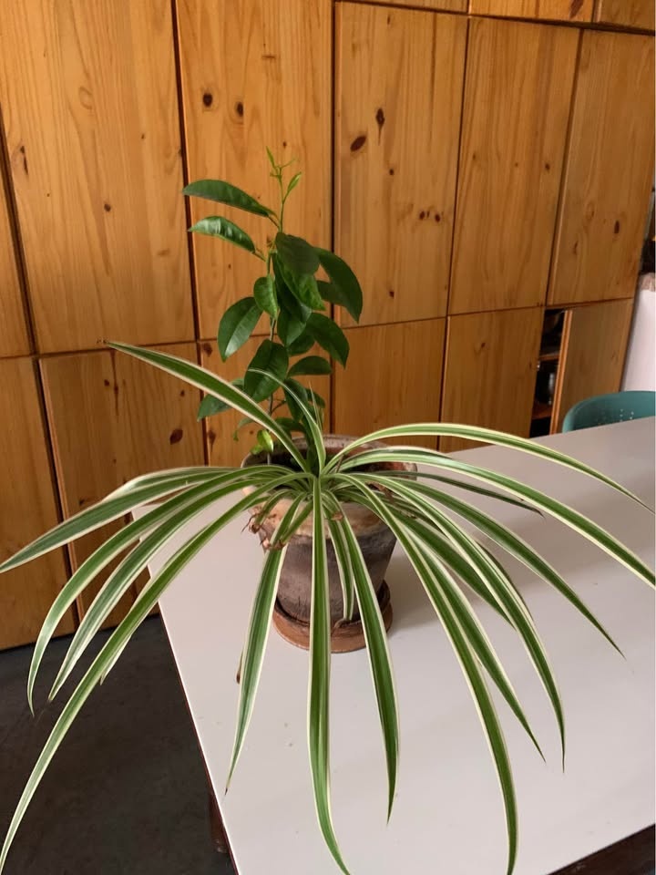 Orange plant plus one for sale - photo 3