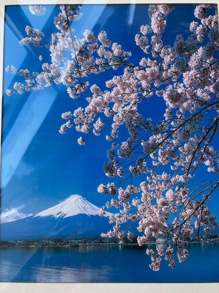 Framed Photo of Mt Fuji with Cherry Blossoms - photo 2