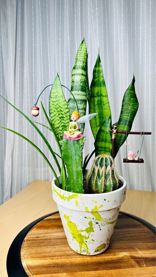 Unique Low Maintenance Plants - Buy 1 Get 2nd 50% Off