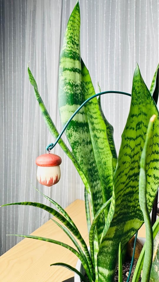 Unique Low Maintenance Plants - Buy 1 Get 2nd 50% Off - photo 4