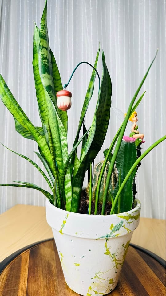 Unique Low Maintenance Plants - Buy 1 Get 2nd 50% Off - photo 5