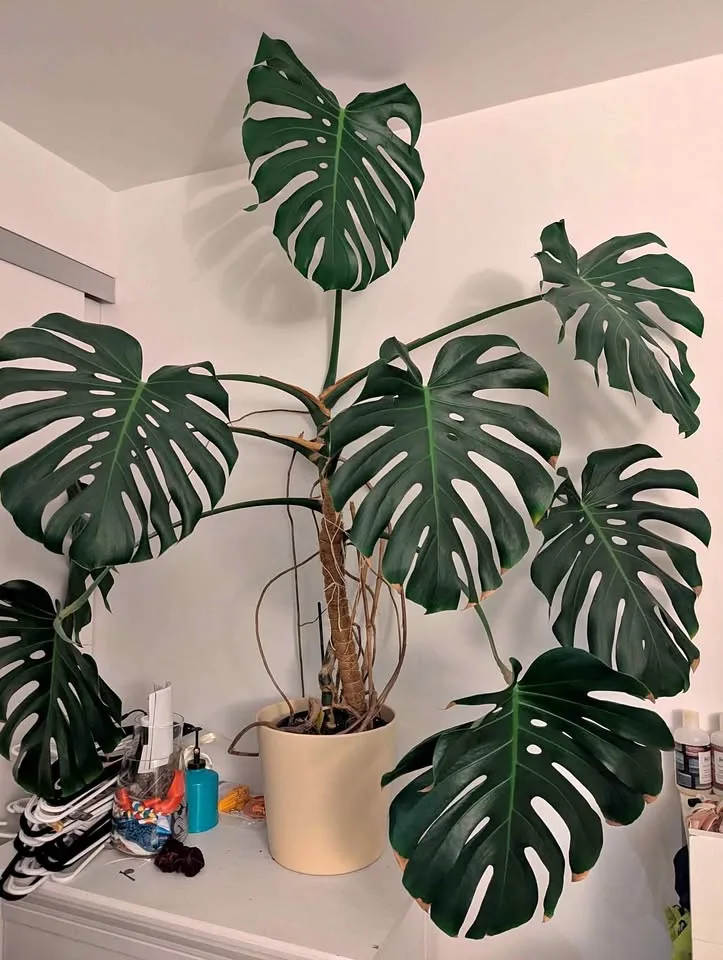 Plants for Sale thumbnail