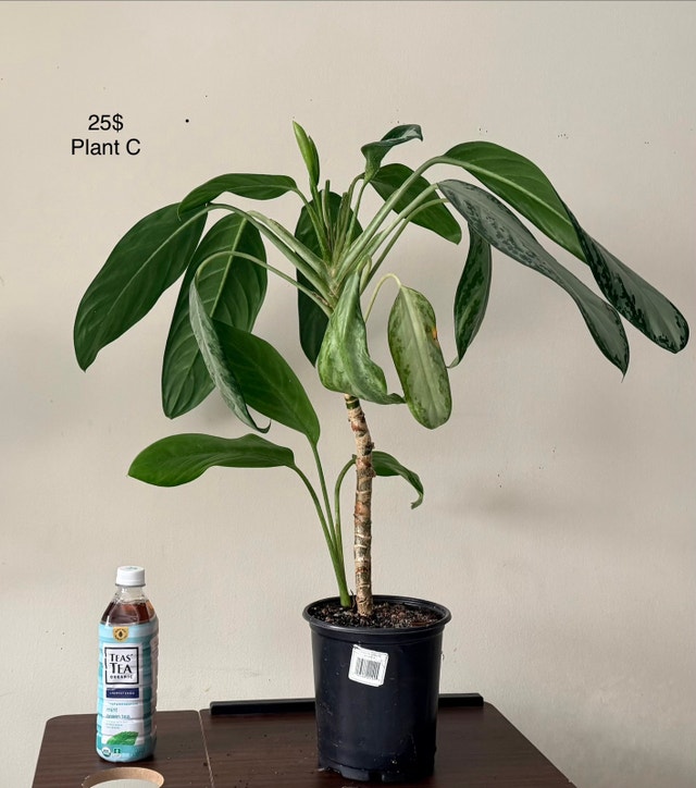 Air Purifiers & Indoor Plants for Sale