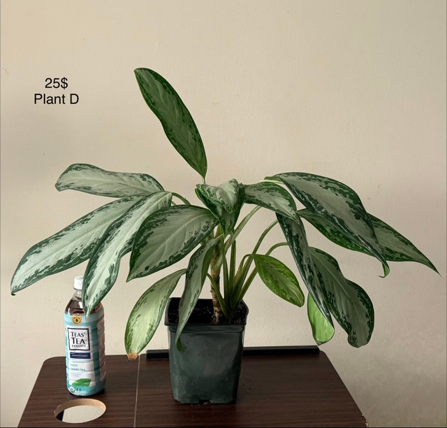 Air Purifiers & Indoor Plants for Sale - photo 2