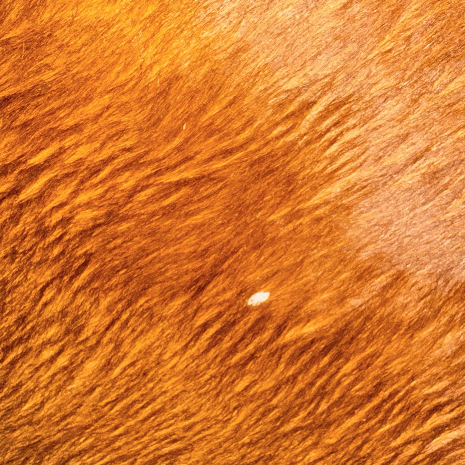 Genuine Cowhide Rug IKEA KOLDBY Natural Hide - photo 4