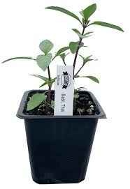 Gift for MOMs on Valentine's Day 💗 Plantable seeds paper hearts! - photo 5