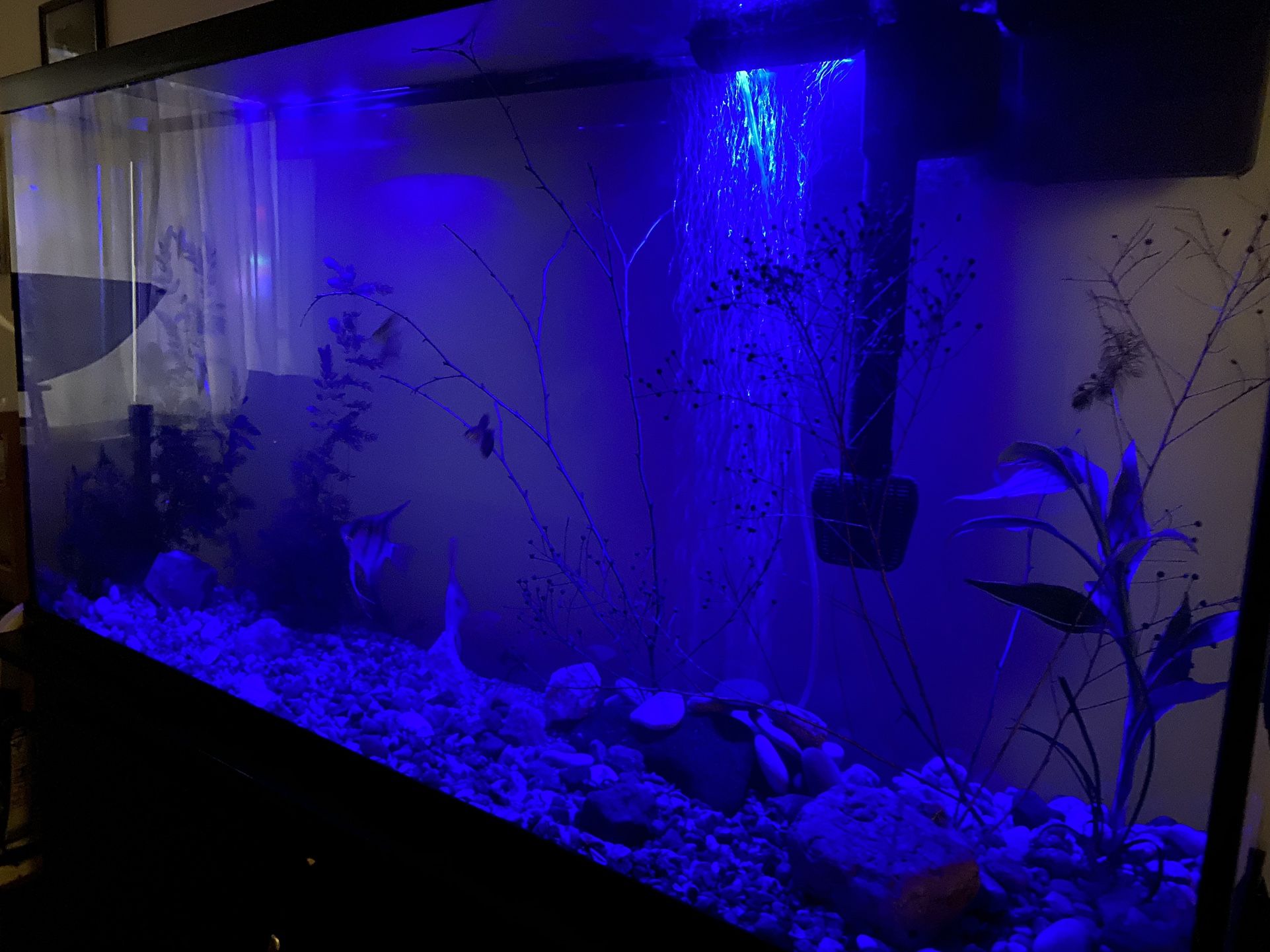 60 Gallon Fish Tank with Stand and Accessories