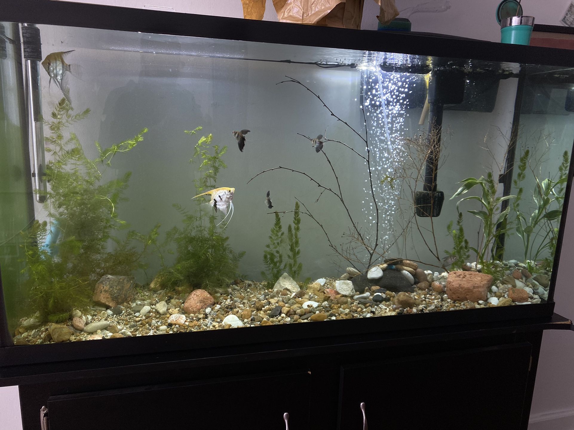 60 Gallon Fish Tank with Stand and Accessories - photo 3