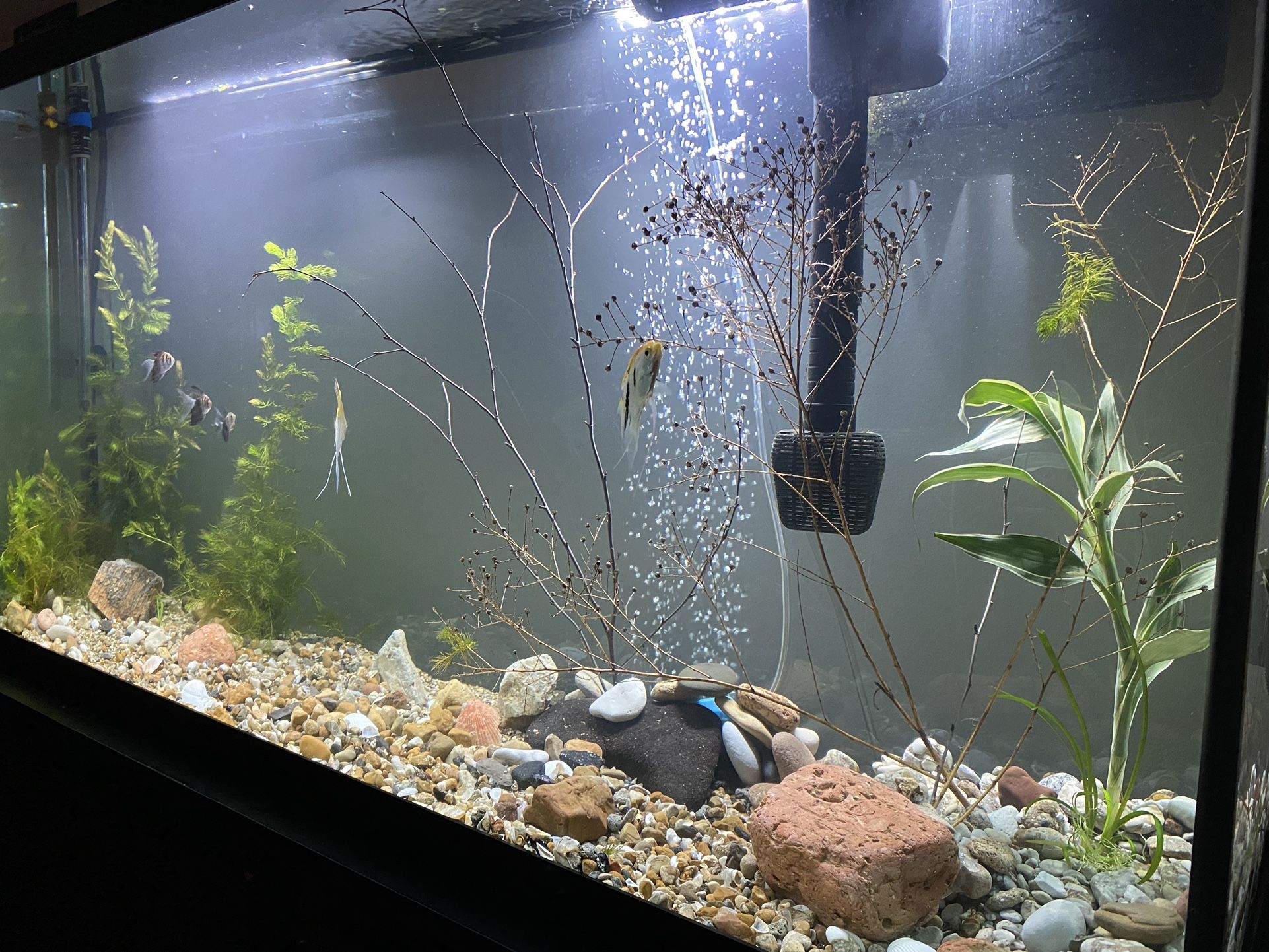 60 Gallon Fish Tank with Stand and Accessories - photo 4