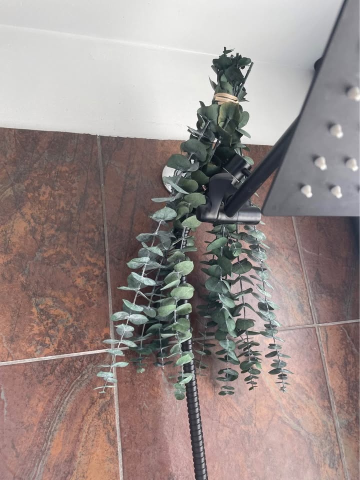 NEW Dried Eucalyptus Stems 17" - photo 2