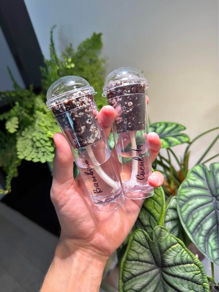 Self-Watering Seed Starter Cup/Pot, plant propagation with Dome