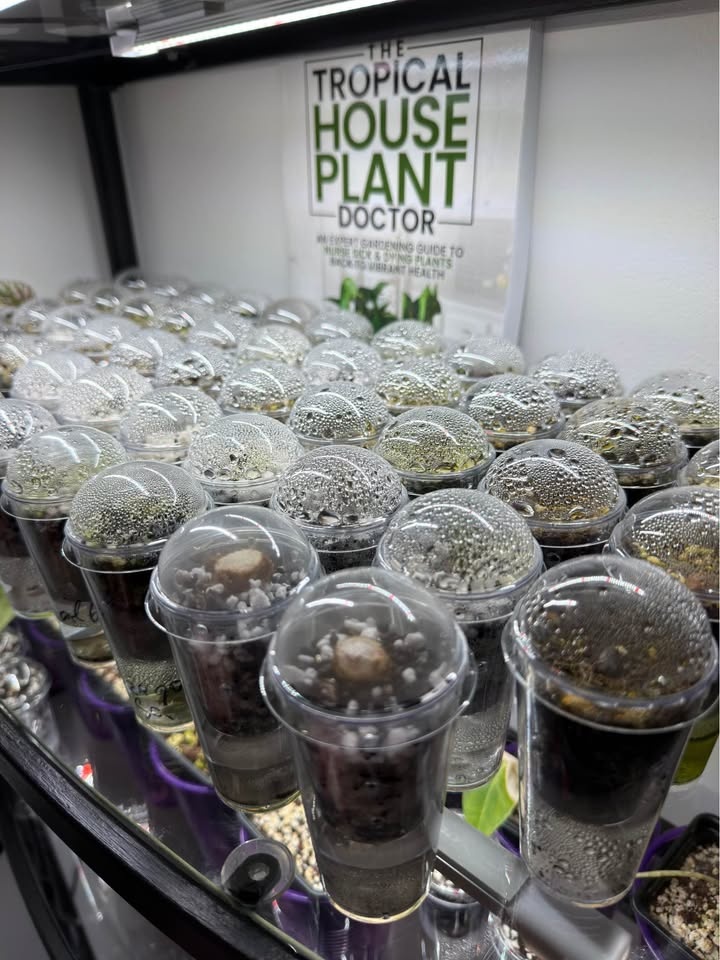 Self-Watering Seed Starter Cup/Pot, plant propagation with Dome - photo 2