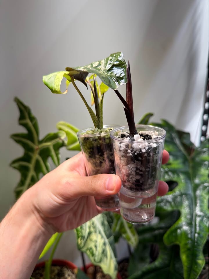 Self-Watering Seed Starter Cup/Pot, plant propagation with Dome - photo 3