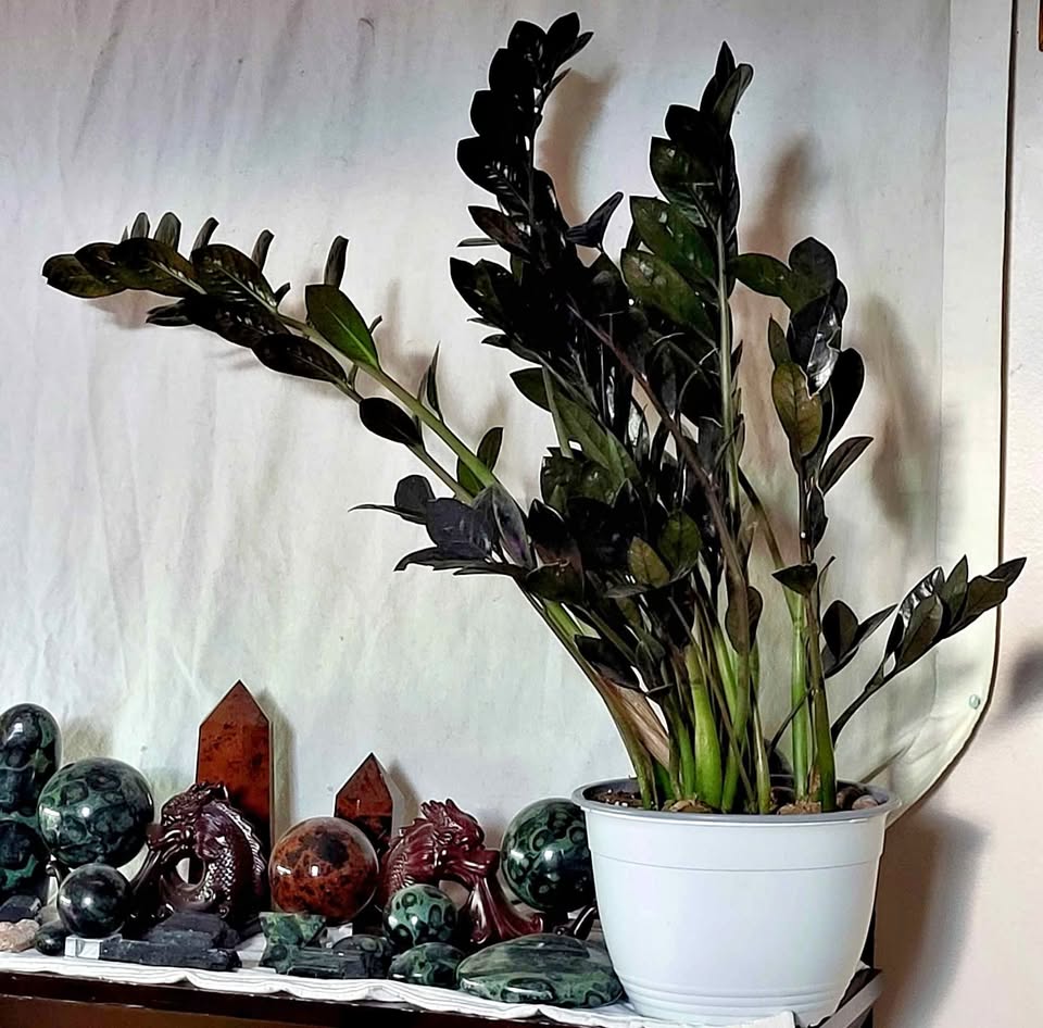 Black Raven ZZ Plant