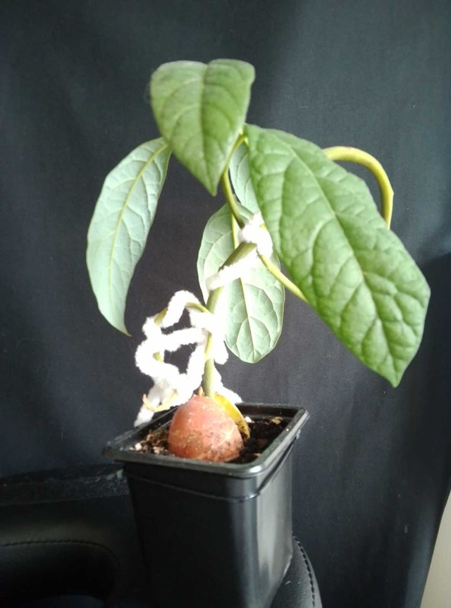 1-Year-Old Semi-Bonsai Avocado Plant – Shaped with 4 Branches