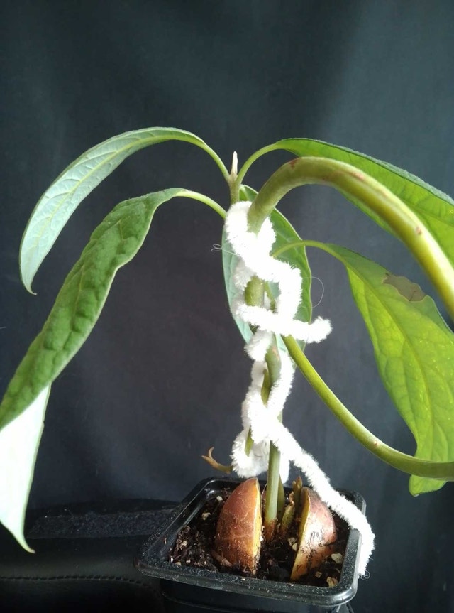 1-Year-Old Semi-Bonsai Avocado Plant – Shaped with 4 Branches - photo 2