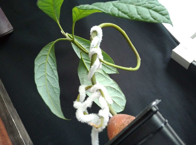 1-Year-Old Semi-Bonsai Avocado Plant – Shaped with 4 Branches - photo 3