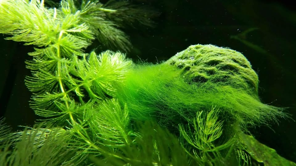 Aquarium algae problem