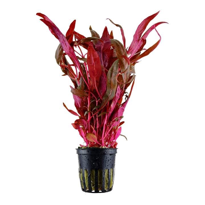 PREMIUM AQUARIUM PLANTS - Fresh Tropical Plants Available!