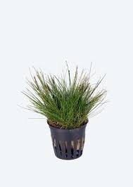 PREMIUM AQUARIUM PLANTS - Fresh Tropical Plants Available! - photo 2