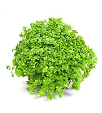 PREMIUM AQUARIUM PLANTS - Fresh Tropical Plants Available! - photo 3