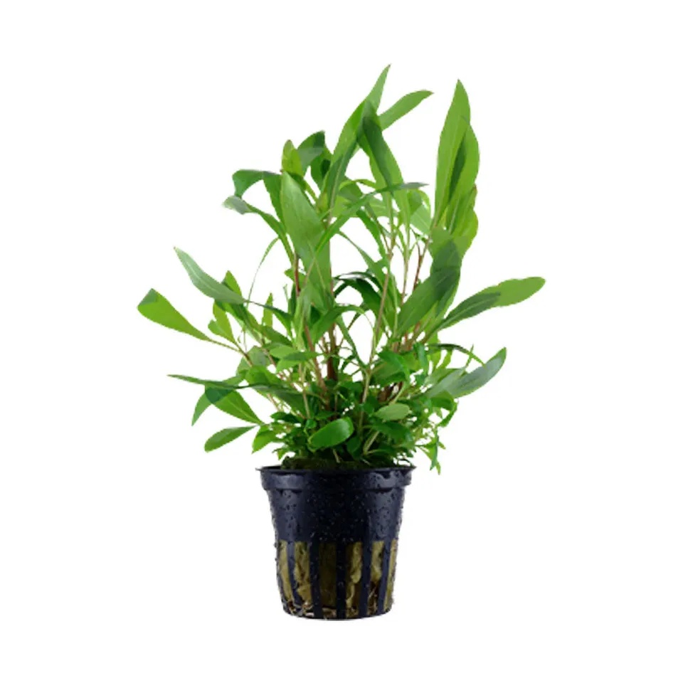 PREMIUM AQUARIUM PLANTS - Fresh Tropical Plants Available! - photo 4