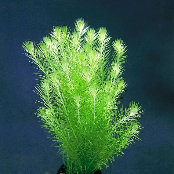 PREMIUM AQUARIUM PLANTS - Fresh Tropical Plants Available! - photo 5
