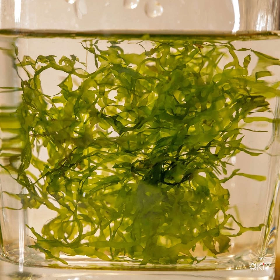 Subwassertang Round Pellia Moss