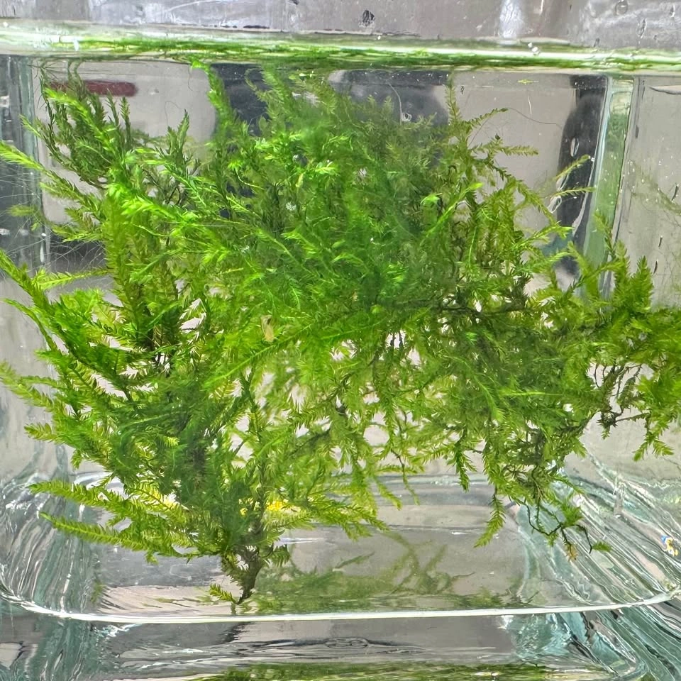 Java Moss - Aquarium Plants