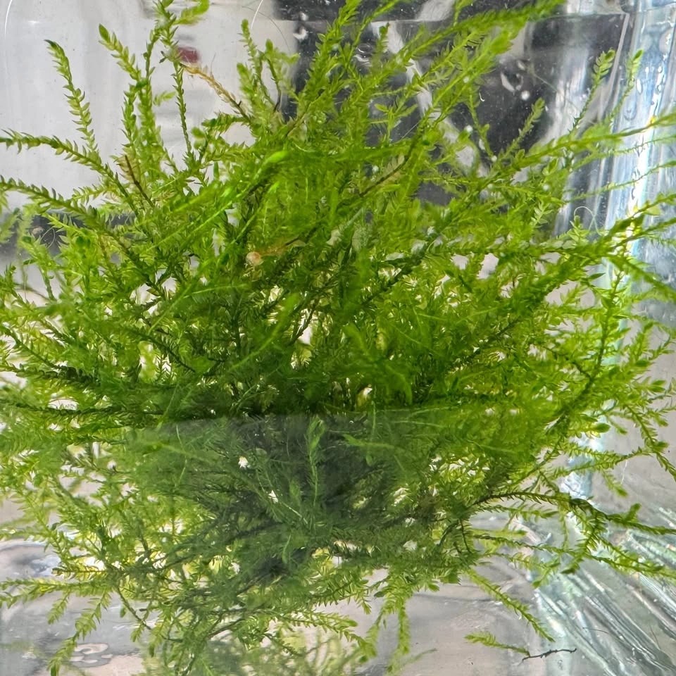 Java Moss - Aquarium Plants - photo 2