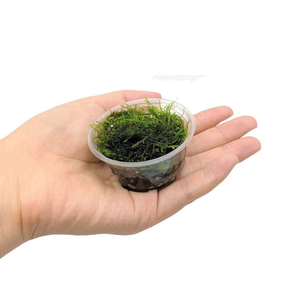 Java Moss - Aquarium Plants - photo 4