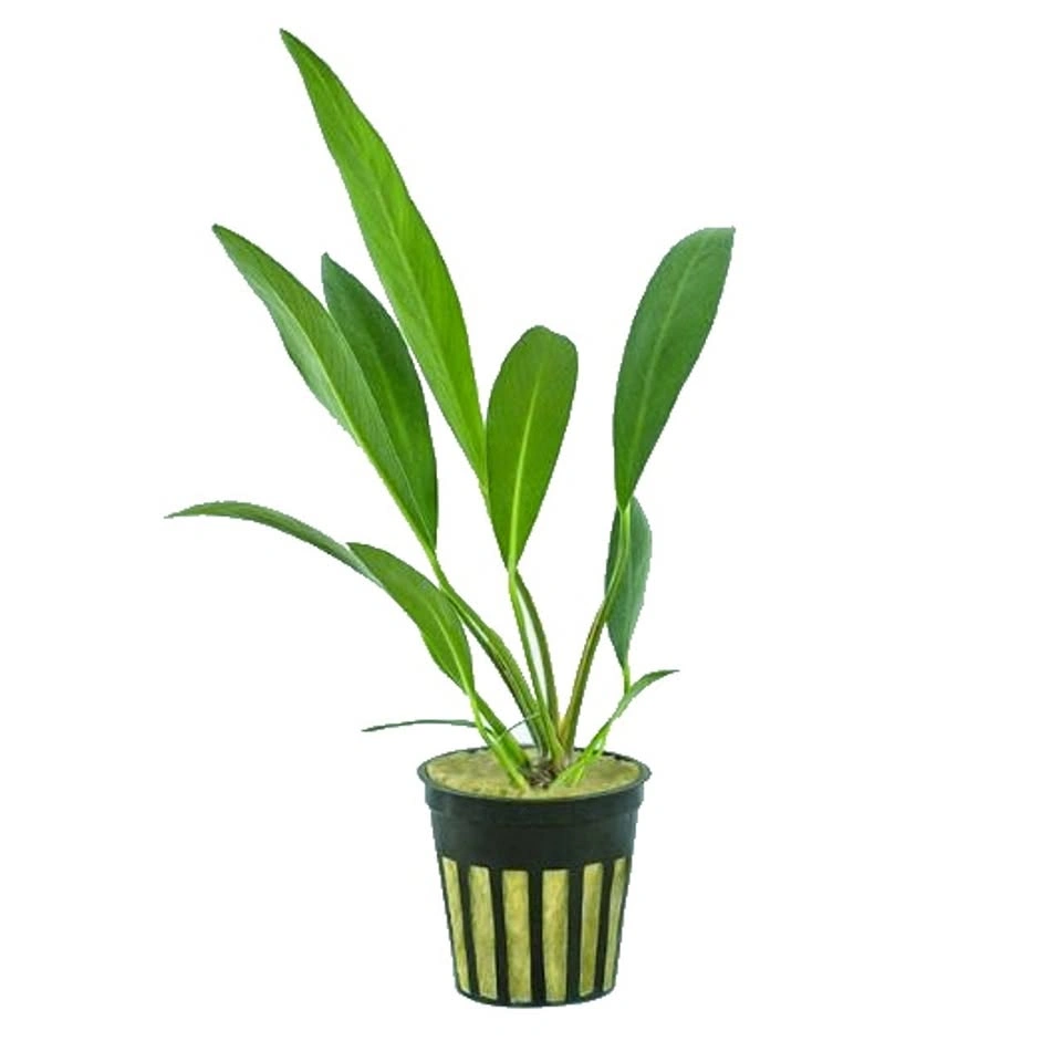 Anubias Lanceolata - Aquarium Plant