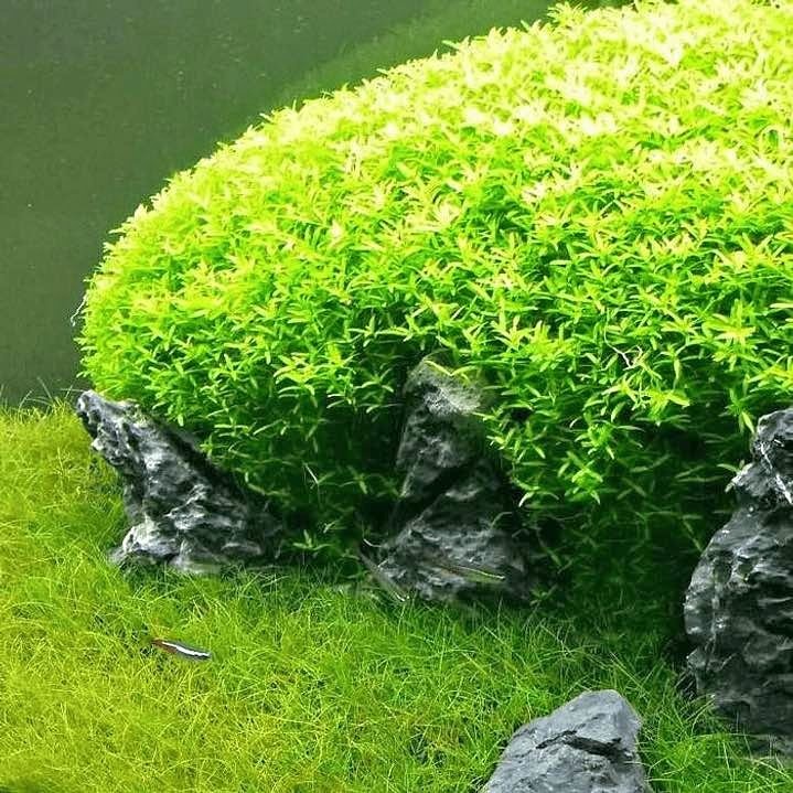 Micranthemum micranthemoides ‘Pearl weed’ - Aquarium plant