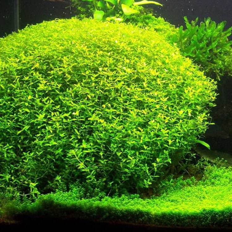 Micranthemum micranthemoides ‘Pearl weed’ - Aquarium plant - photo 2