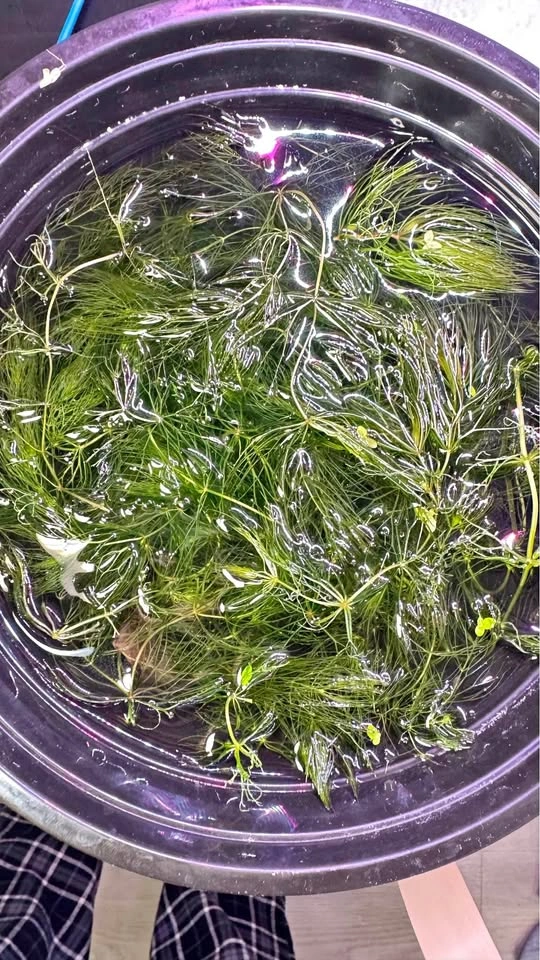 Hornwort Aquatic - Aquarium Plant