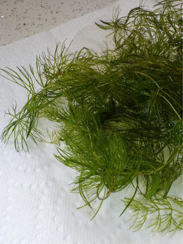 Hornwort Aquatic - Aquarium Plant - photo 3