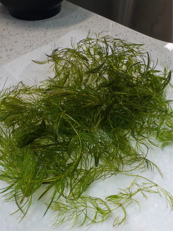 Hornwort Aquatic - Aquarium Plant - photo 4