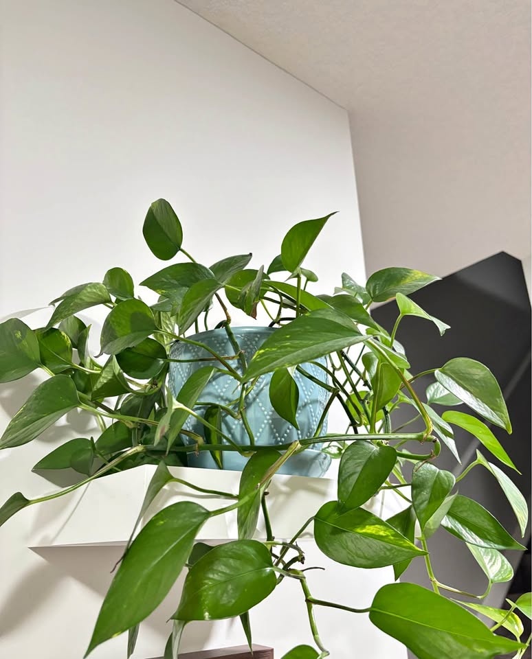 Indoor Low-Maintenance Pothos Plant with pot– Healthy & Full 🌿