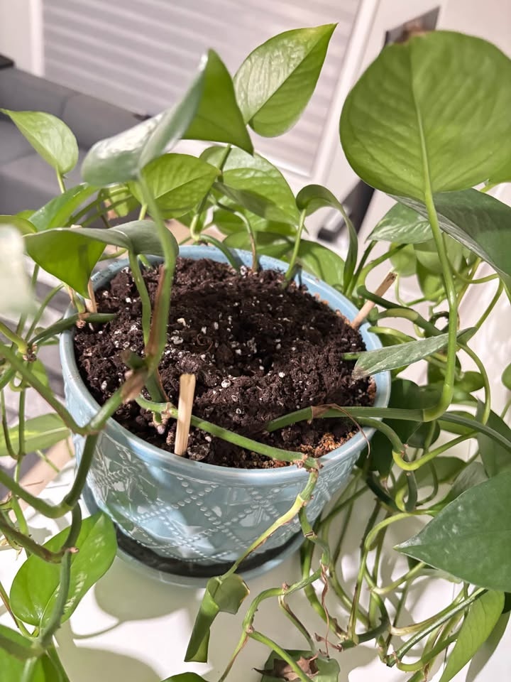 Indoor Low-Maintenance Pothos Plant with pot– Healthy & Full 🌿 - photo 2