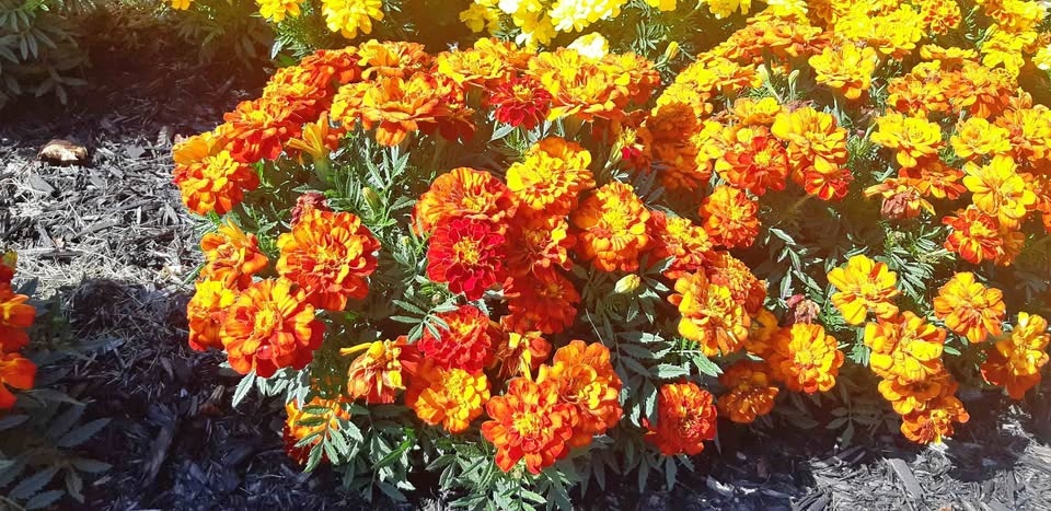 Large packs of French Marigold seeds Annual🌼🌼