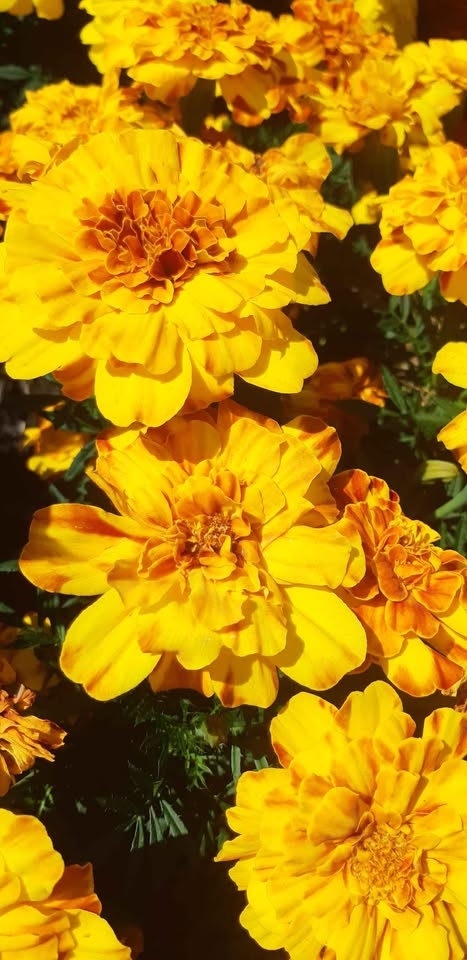 Large packs of French Marigold seeds Annual🌼🌼 - photo 2
